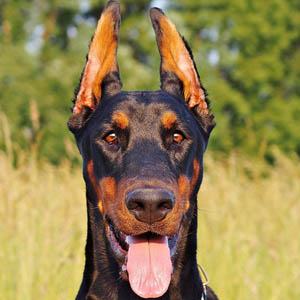 Doberman pincher