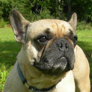 Franse Bulldog
