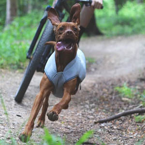 honden koelvest ruffwear swampcooler