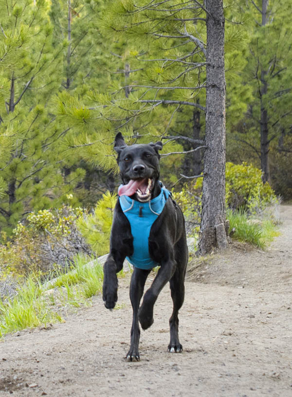 Ruffwear Front Range harnas blauw is een wandeltuig, maar ook geschikt wanneer u uw een handje wilt helpen wanneer hij een trap op moet lopen