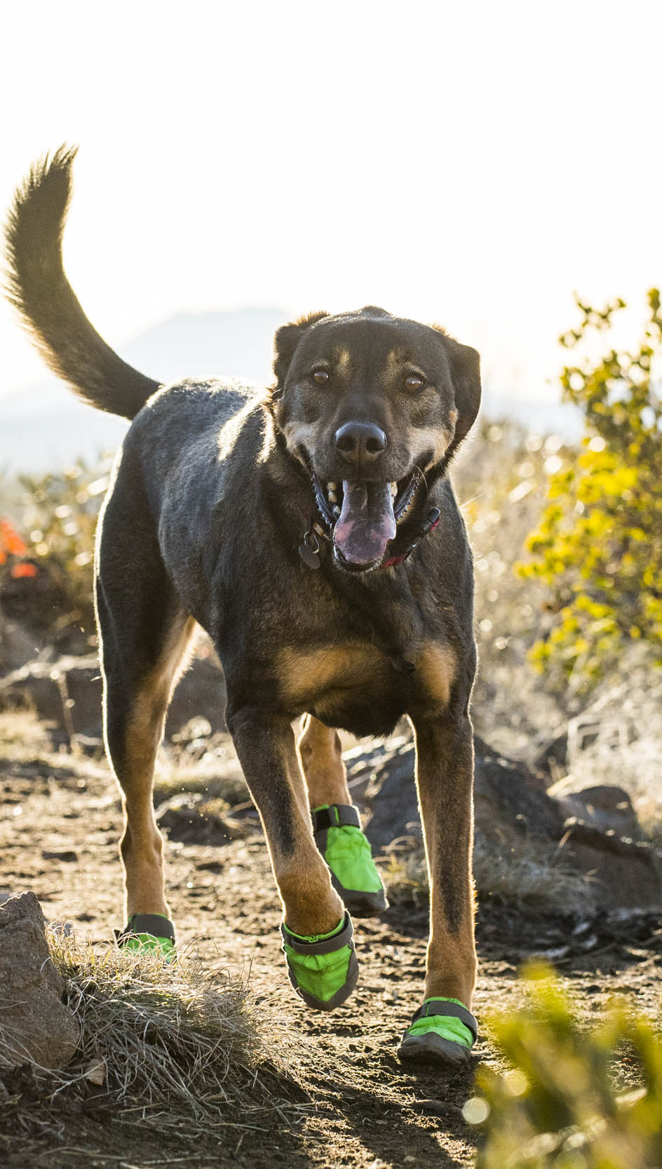 verontschuldigen geestelijke gezondheid Medisch wangedrag Antislip Hondenschoenen Ruffwear Summit Trex 2st meadow green